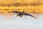 Canada goose landing in wetland late evening, Marion County, Illinois. Art Print